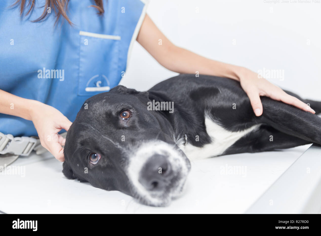 Dog being checked by a vet Stock Photo Alamy