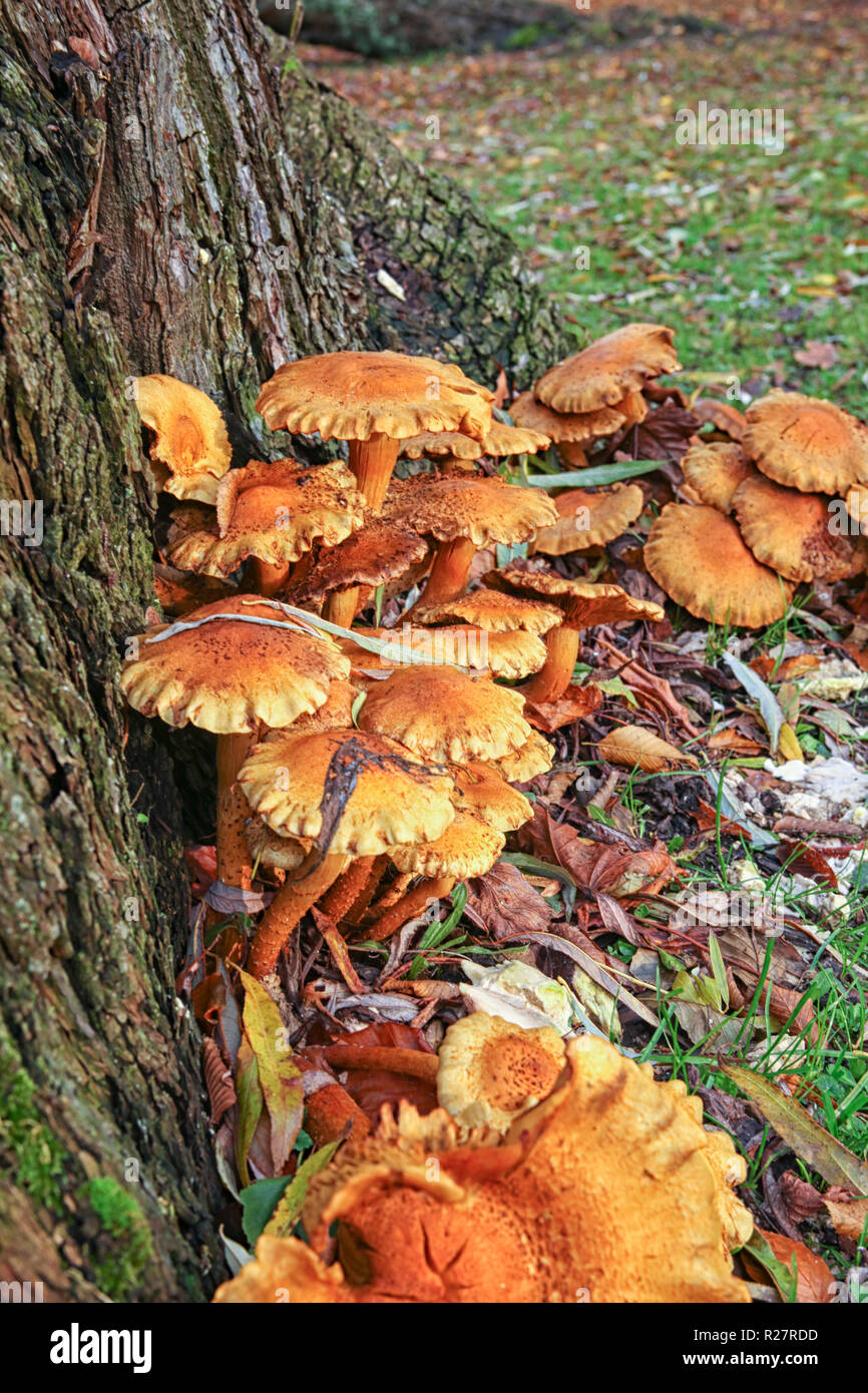 Orange fungus on a tree in close up Stock Photo