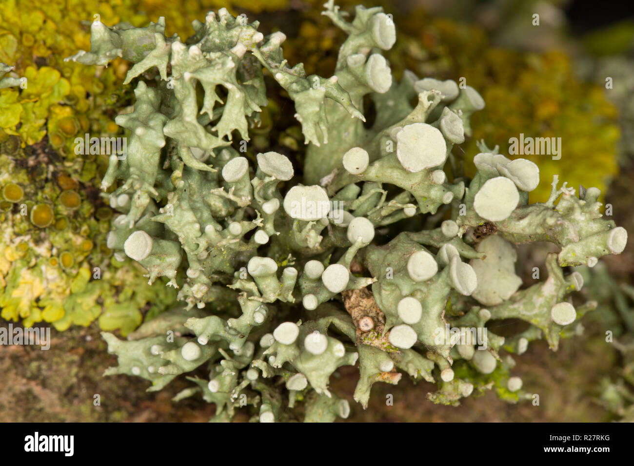 A lichen of the genus Ramalina growing on trees lining a public footpath. The lichen pictured matches the description for Ramalina fastigiata but this Stock Photo
