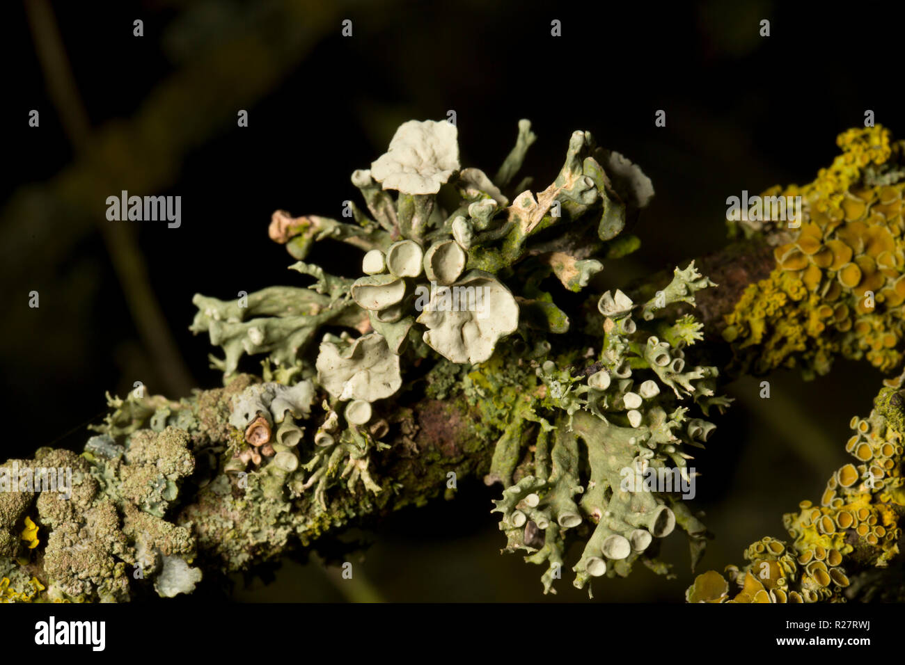 A lichen of the genus Ramalina growing on trees lining a public footpath. The lichen pictured matches the description for Ramalina fastigiata but this Stock Photo