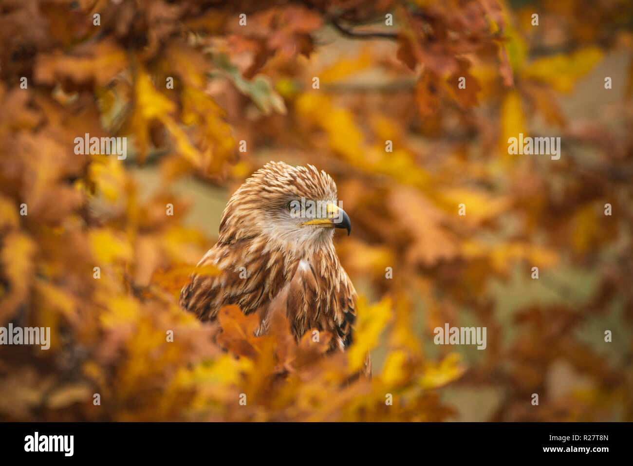 Red kite, Milvus milvus, perched in autumnal oak tree amid yellow and orange colloured leaves Stock Photo