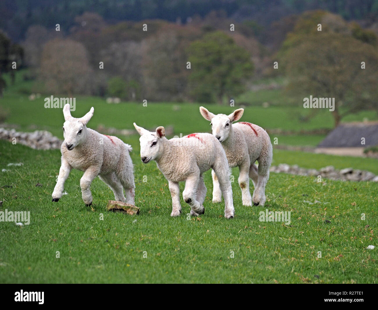 Overcast day in Cumbria. Three Spring lambs frolicking in Cumbria despite the wintry weather Stock Photo
