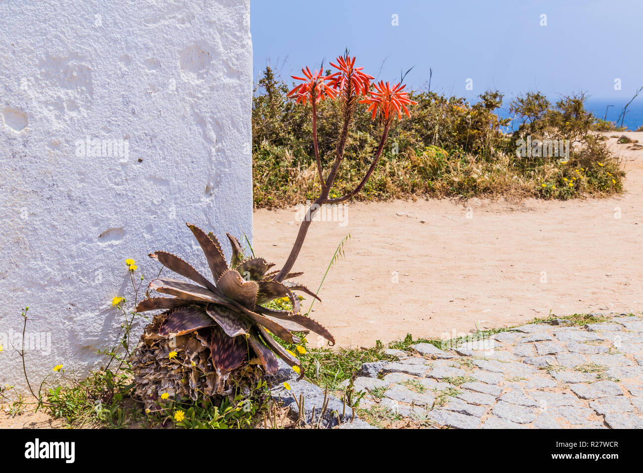 Red flower of an aloe vera plant in the Algarve in Portugal Stock Photo -  Alamy