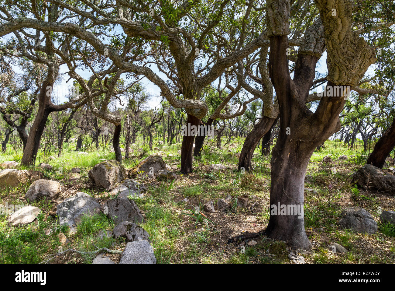Cork tree in Monchique mountains in the Algarve in Portugal Stock Photo
