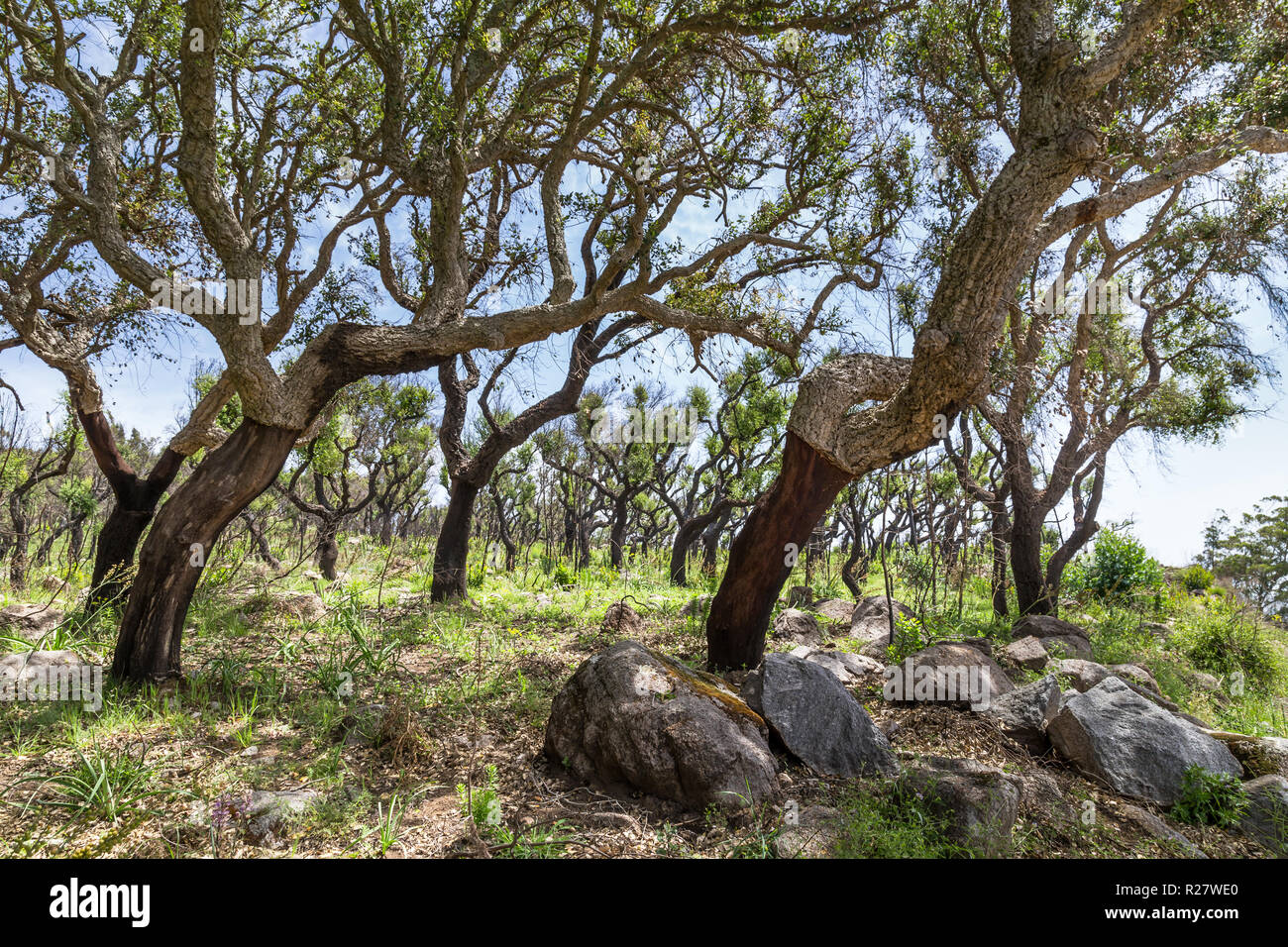 Cork tree in Monchique mountains in the Algarve in Portugal Stock Photo