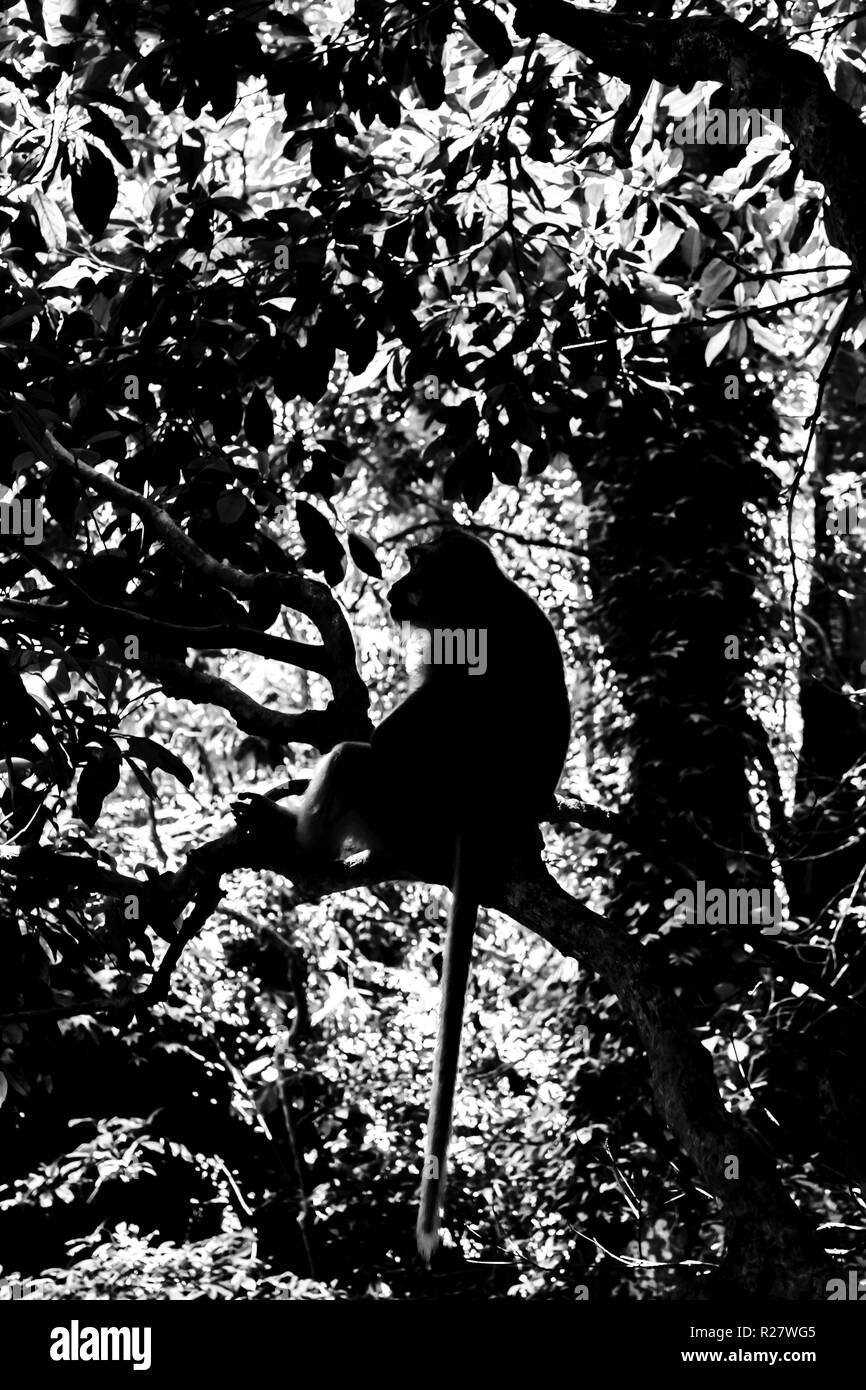 Black and white monkey silhouette sitting in the middle of the jungles Stock Photo