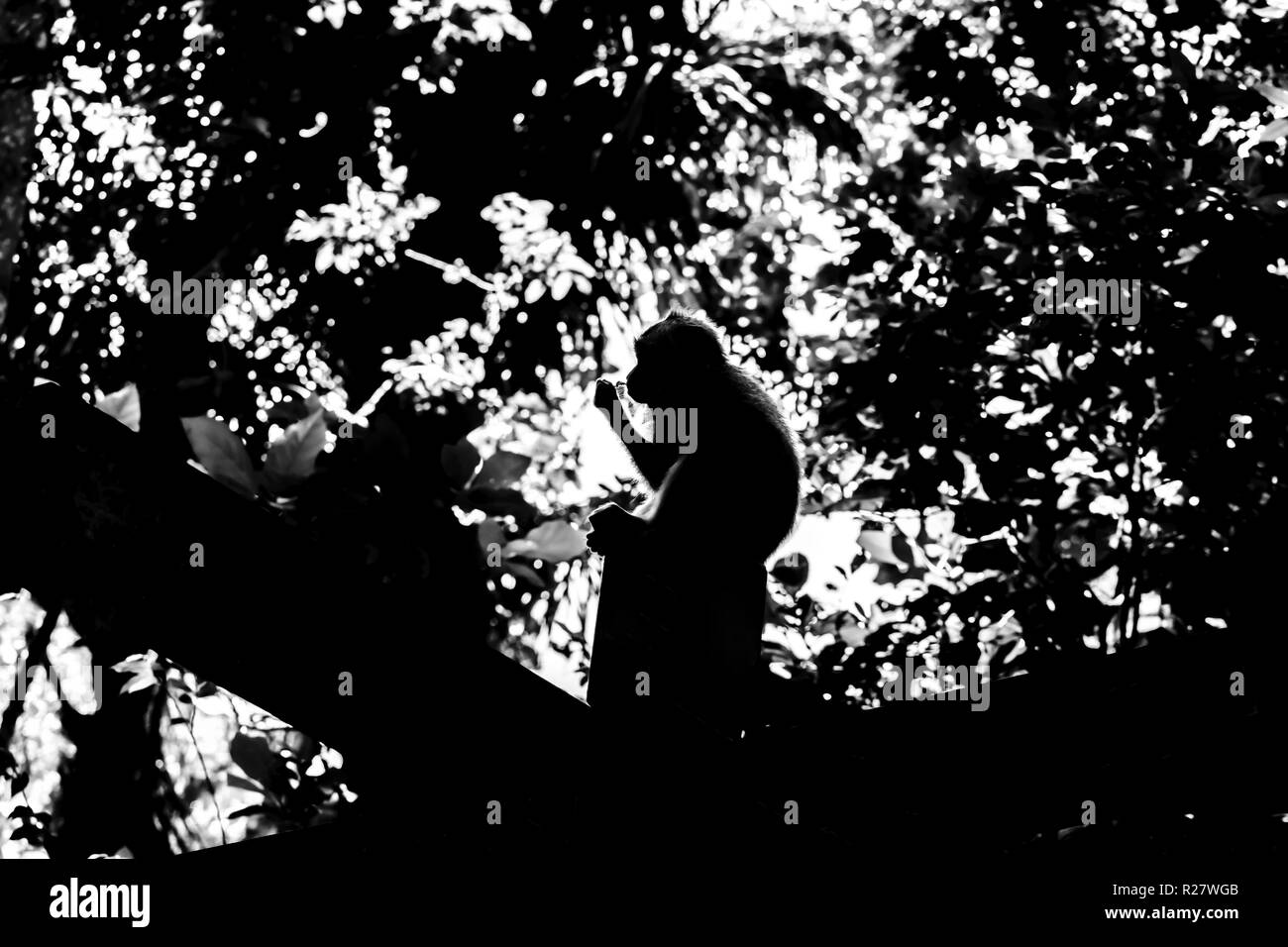 Black and white monkey silhouette sitting in the middle of the jungles Stock Photo