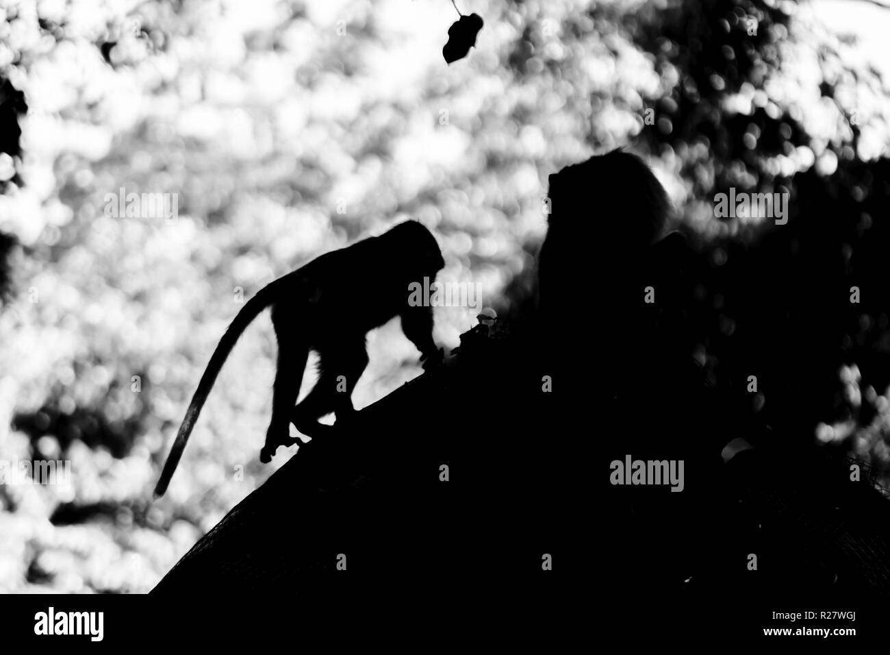 Black and white two monkeys silhouette sitting and walki in the middle of the jungles Stock Photo