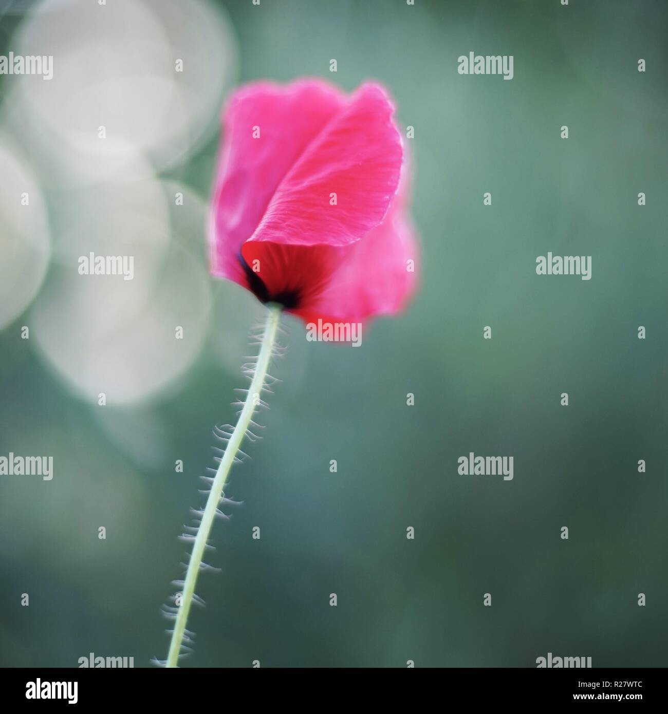 Beautiful spring bokeh design hi-res stock photography and images - Alamy