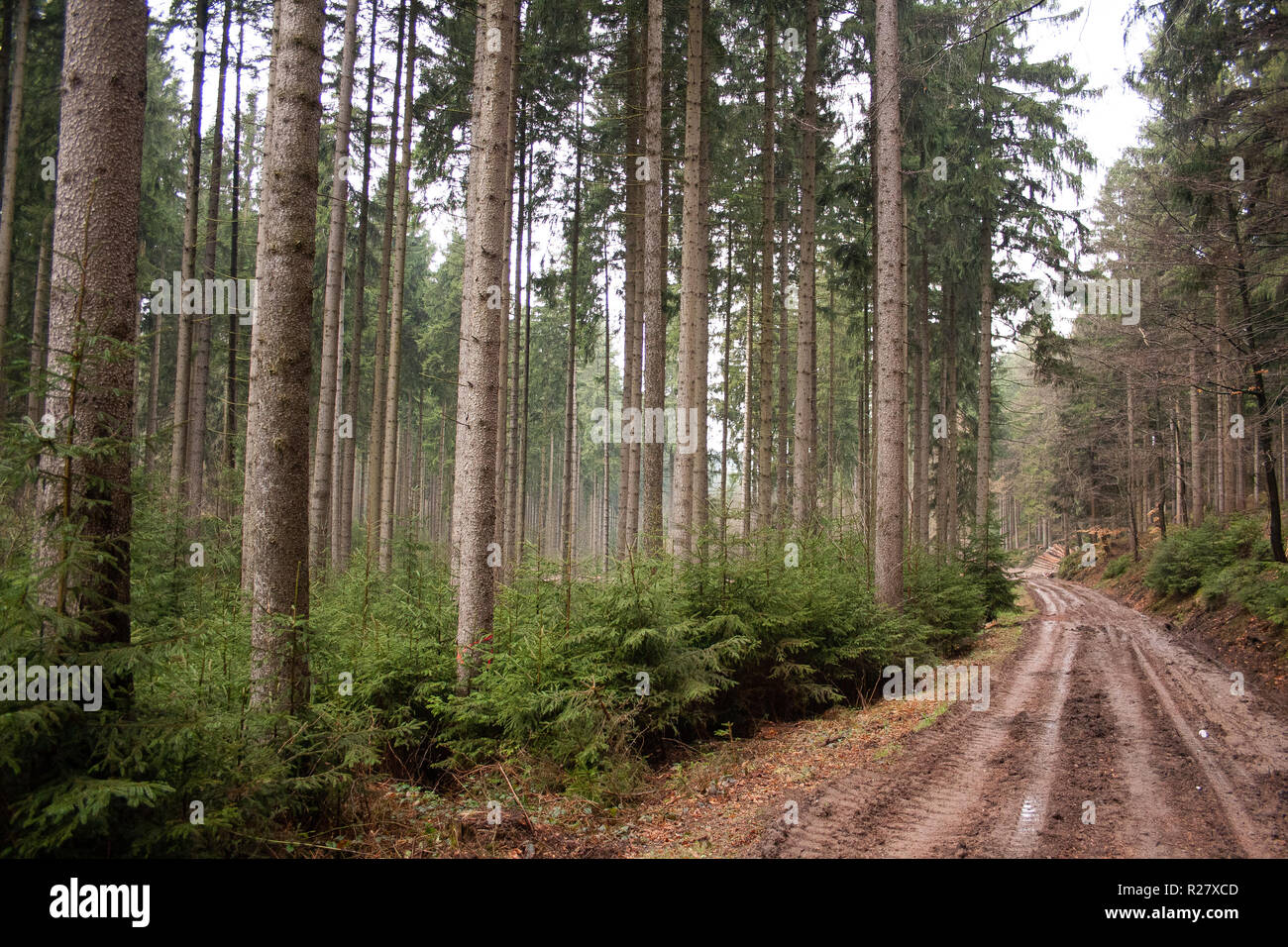 Ein Fichtenwald im Erzgebirge, ganz in der Nähe von Thalheim. Das Bild wurde an einem regnerischen Tag aufgenommen. Stock Photo