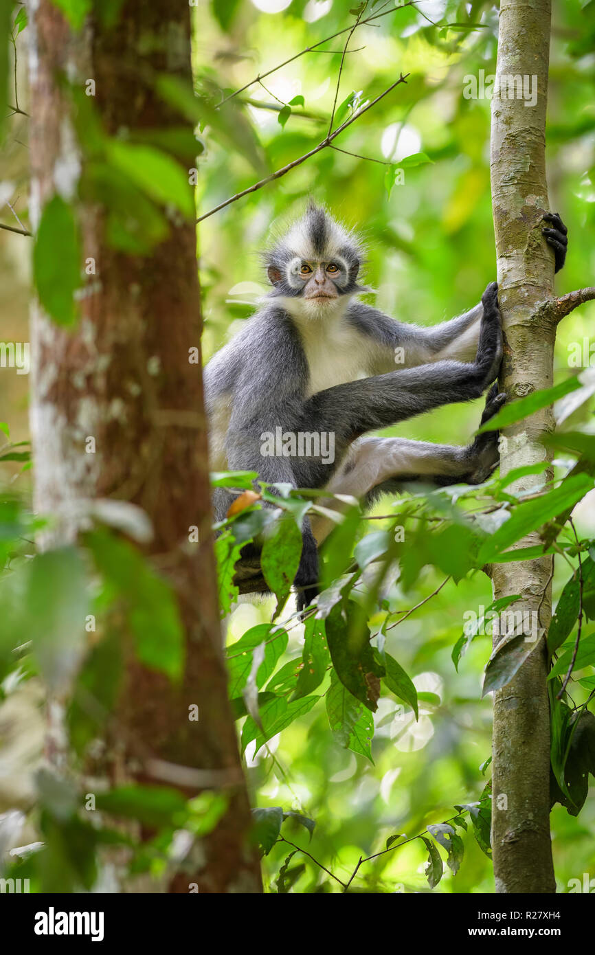 North Sumatran Leaf Monkey - Presbytis thomasi, endemic monkey from ...