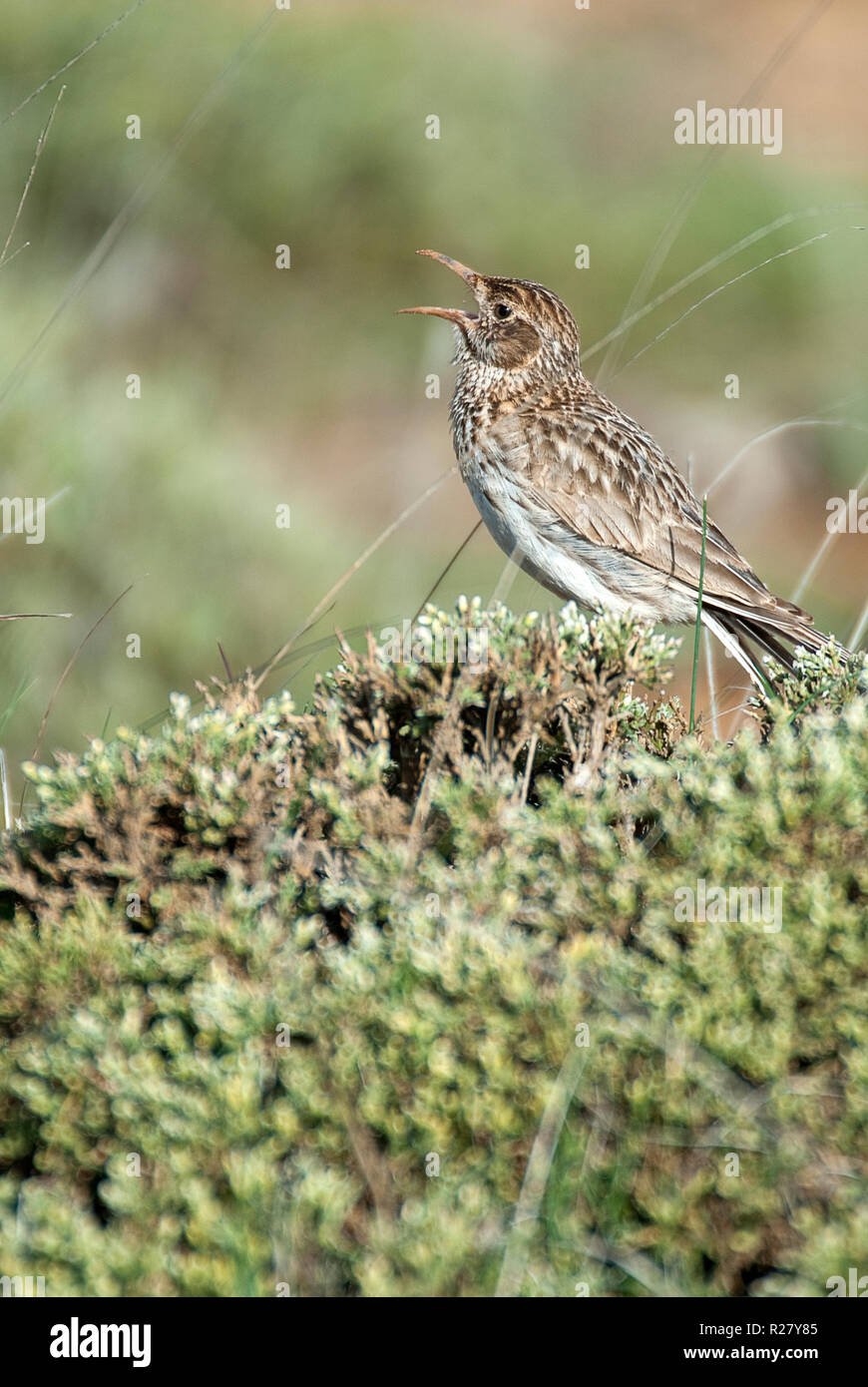Dupont lark, Chersophilus duponti, in its habitat singing, Spain Stock Photo