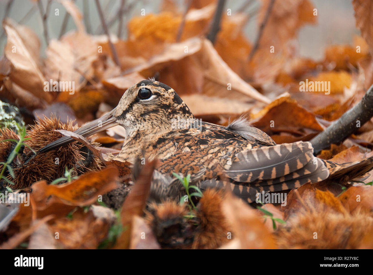 Eurasian woodcock, Scolopax rusticola, camouflaged among the leaves in Autumn Stock Photo