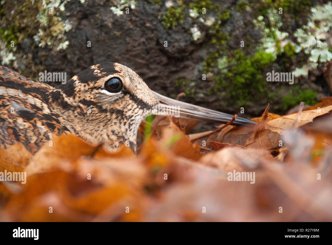 Eurasian woodcock, Scolopax rusticola, camouflaged among the leaves in Autumn Stock Photo