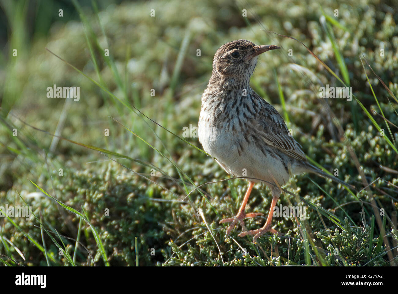 Lark of Dupont, Chersophilus duponti, in its habitat, Spain Stock Photo