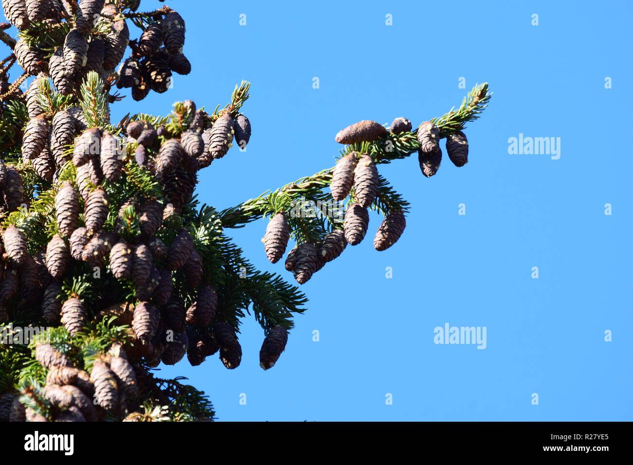 Fir cone or fruit cone of one coniferous tree in the autumn forest located at the foothills of the Hunsrück high forest in the countryside of Saarland Stock Photo