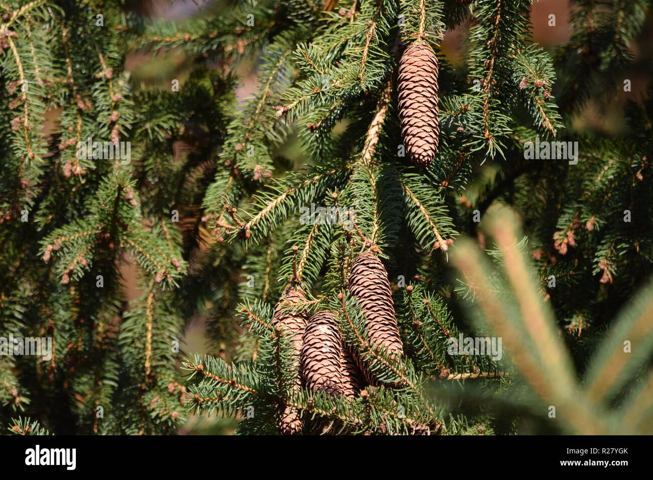 Fir cone or fruit cone of one coniferous tree in the autumn forest located at the foothills of the Hunsrück high forest in the countryside of Saarland Stock Photo