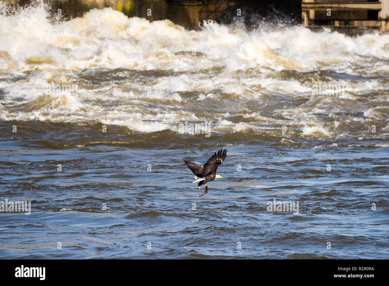 Mature Bald Eagle flying over the water with a just caught fish in his claws at the Conowingo Dam in Maryland Stock Photo