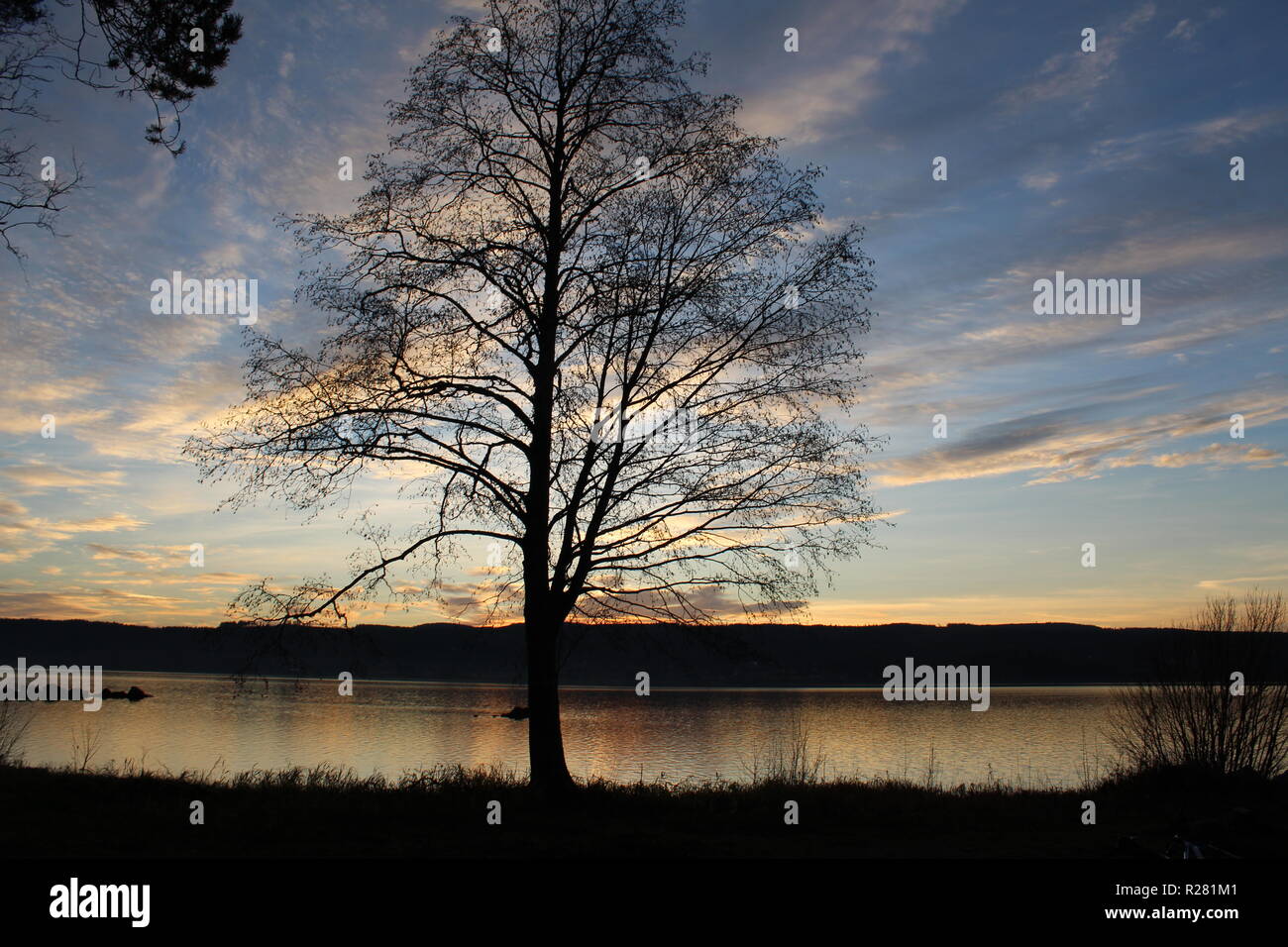 Lonely tree background hi-res stock photography and images - Alamy