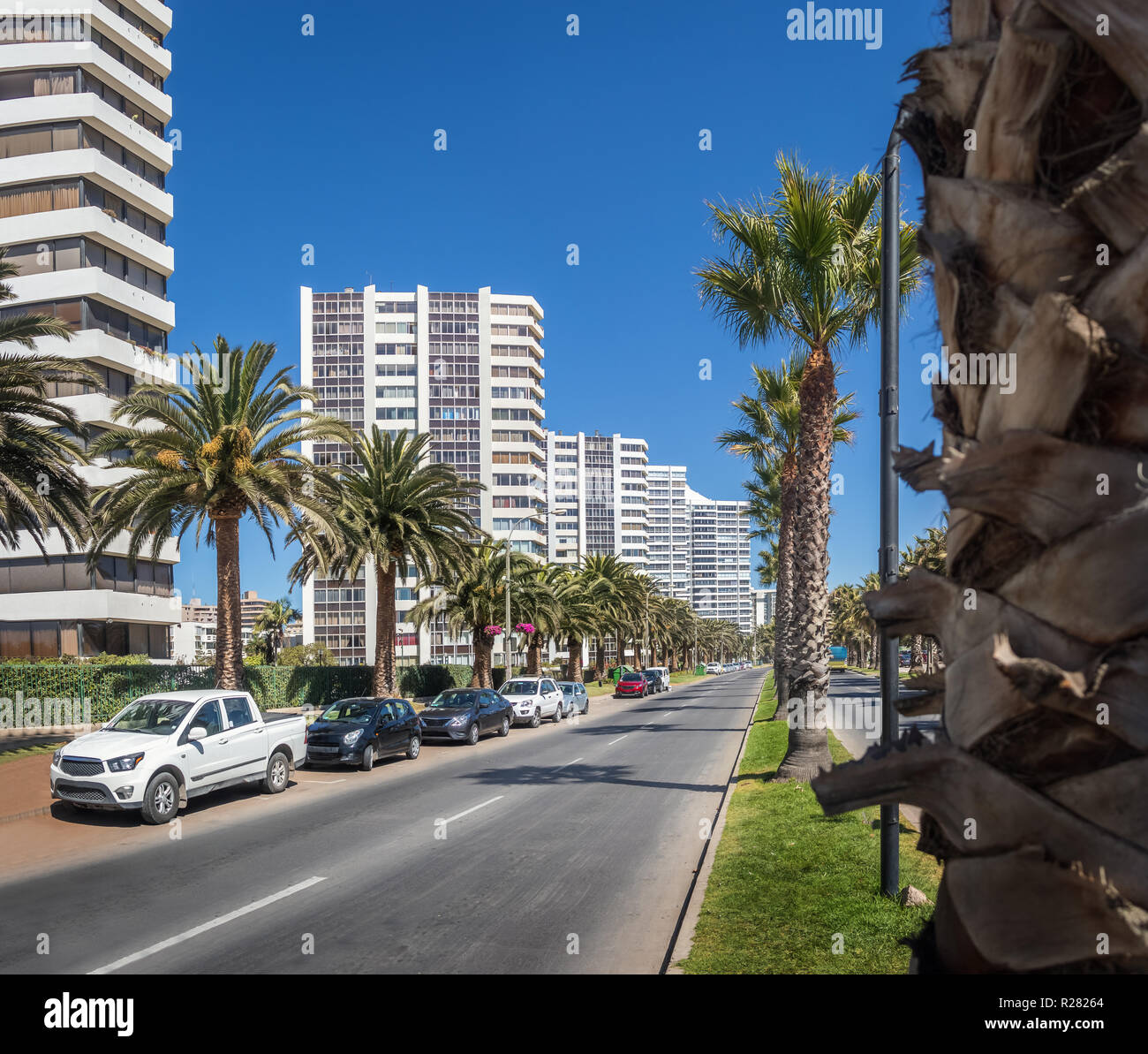 Palm Trees at San Martin Avenue Vina del Mar, Chile Stock Photo Alamy