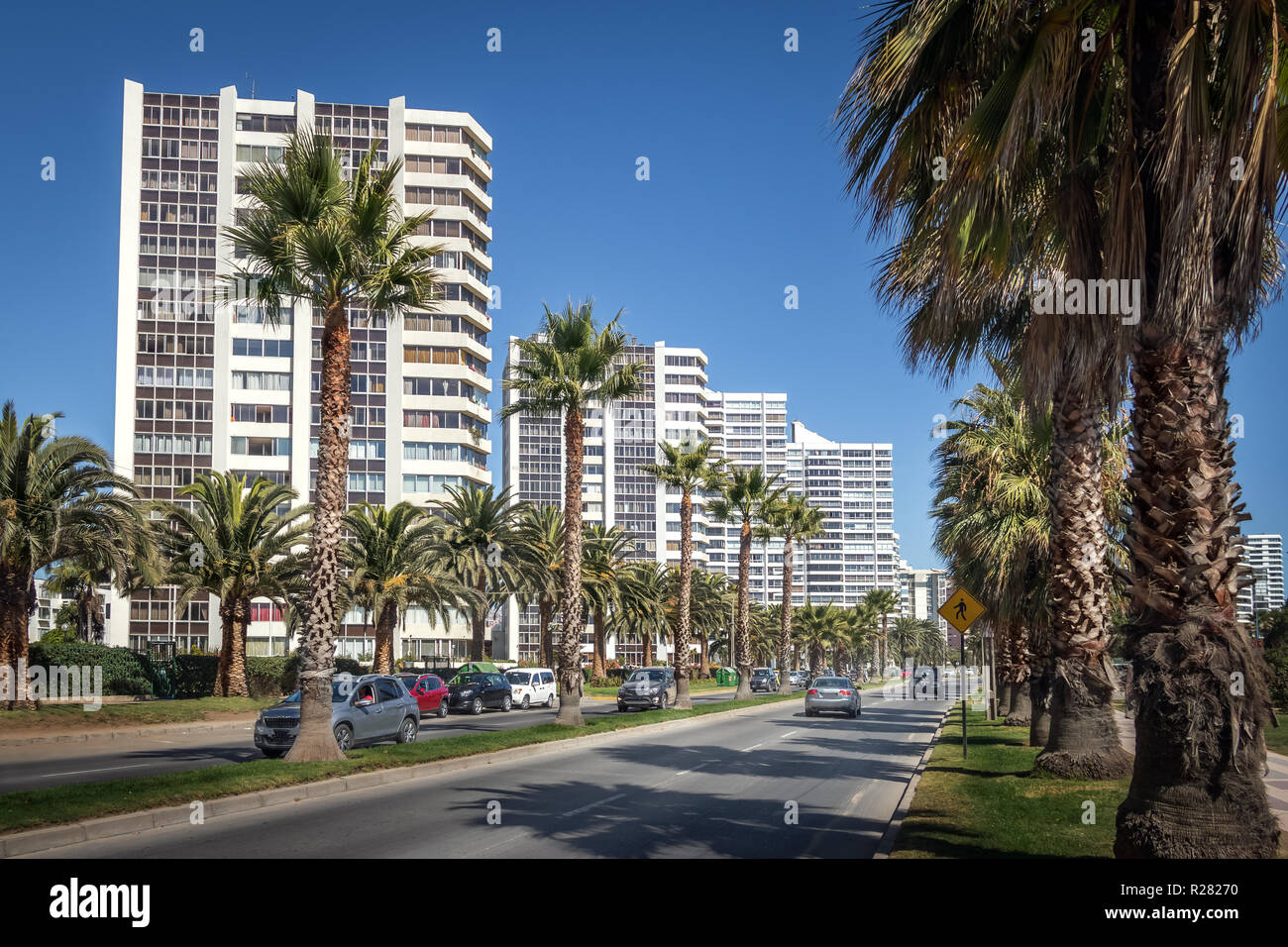 Palm Trees at San Martin Avenue - Vina del Mar, Chile Stock Photo