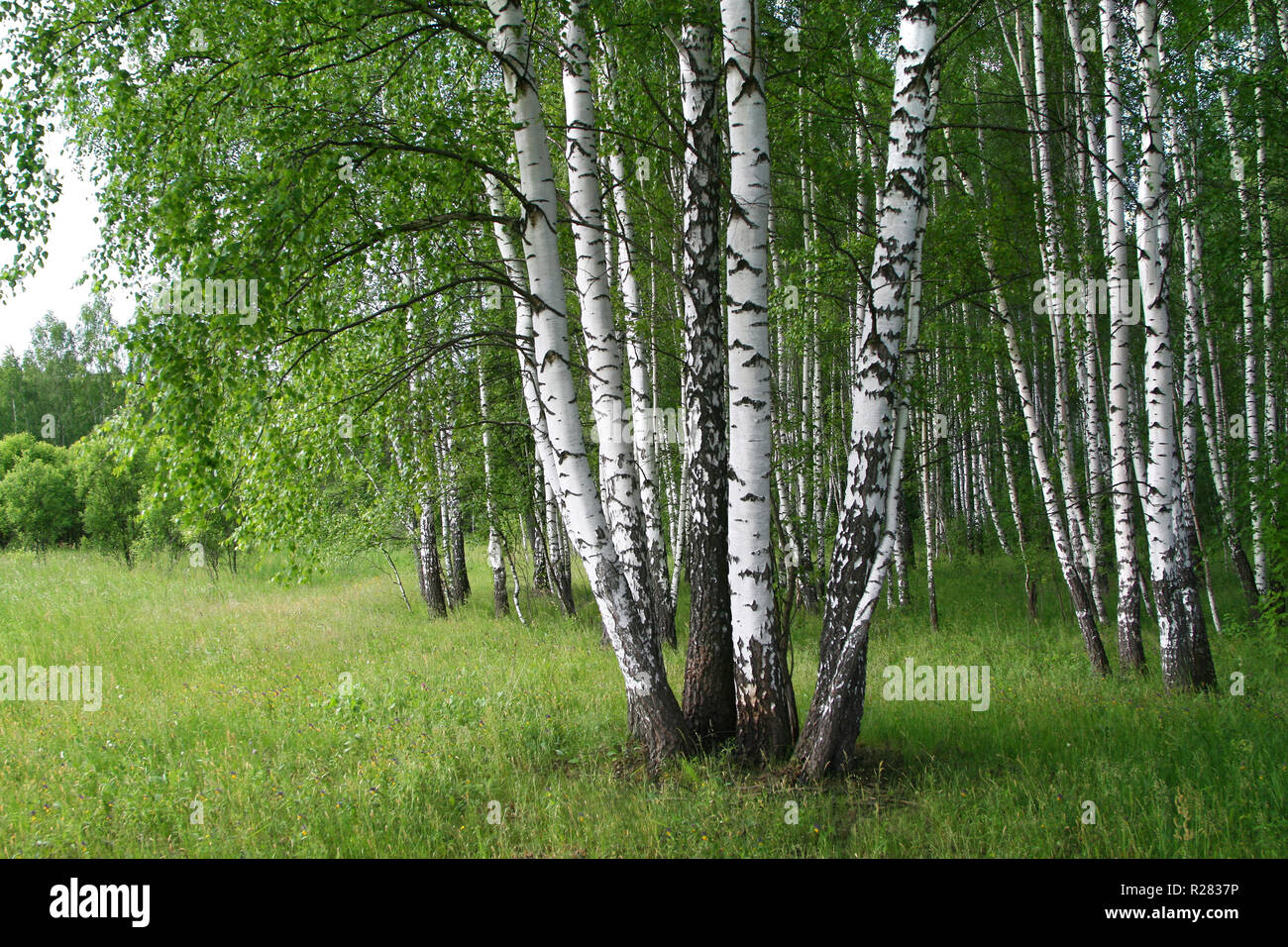 Beautiful birch trees with young foliage Stock Photo Alamy
