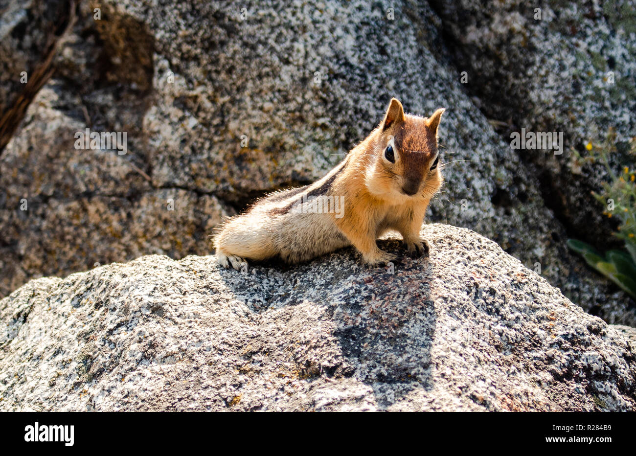 This is a picture of a chipmunk, on some rocks, in nature Stock Photo ...