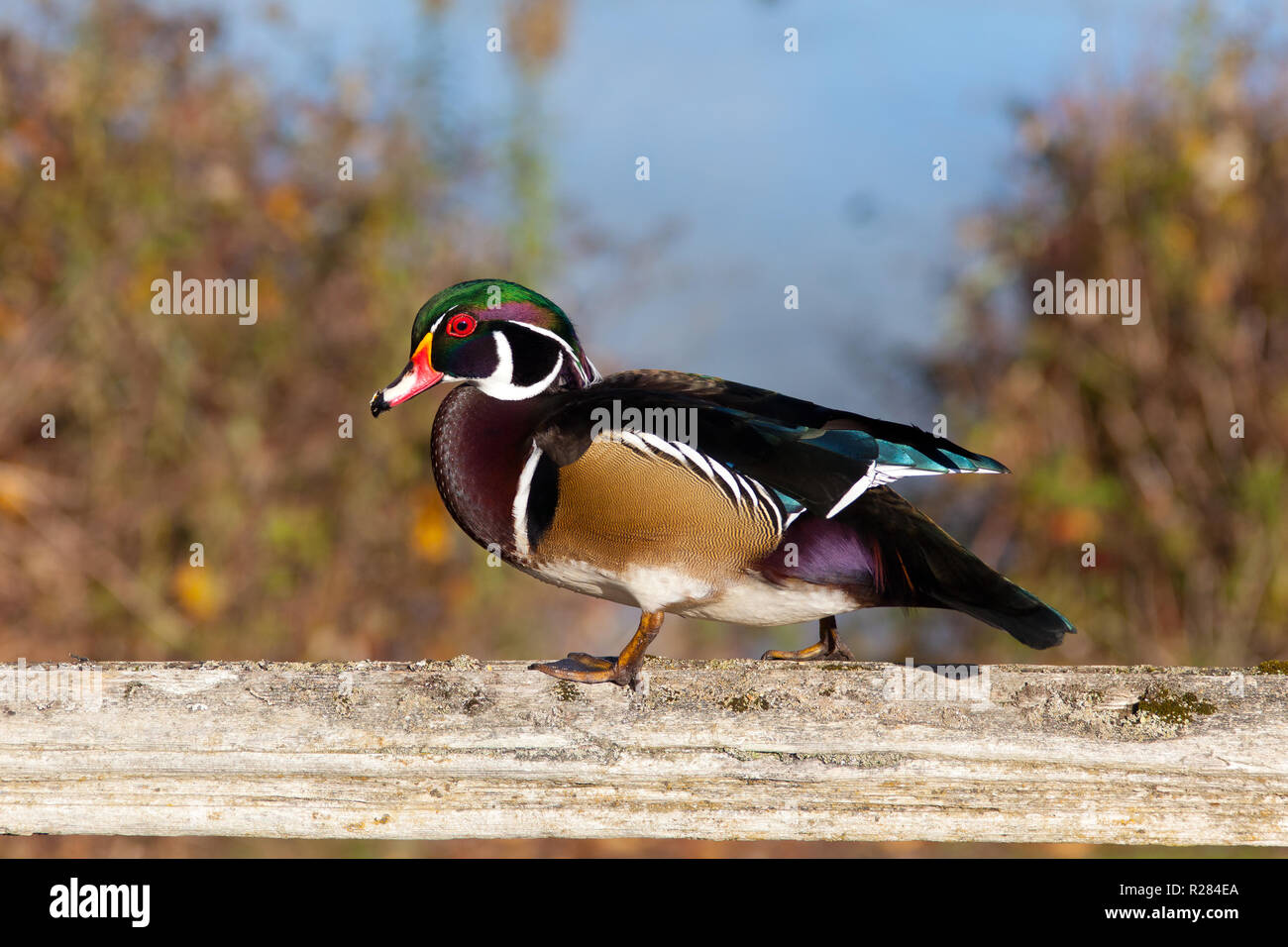 The wood duck or Carolina duck is a species of perching duck found in North America. It is one of the most colorful North American waterfowl. Stock Photo