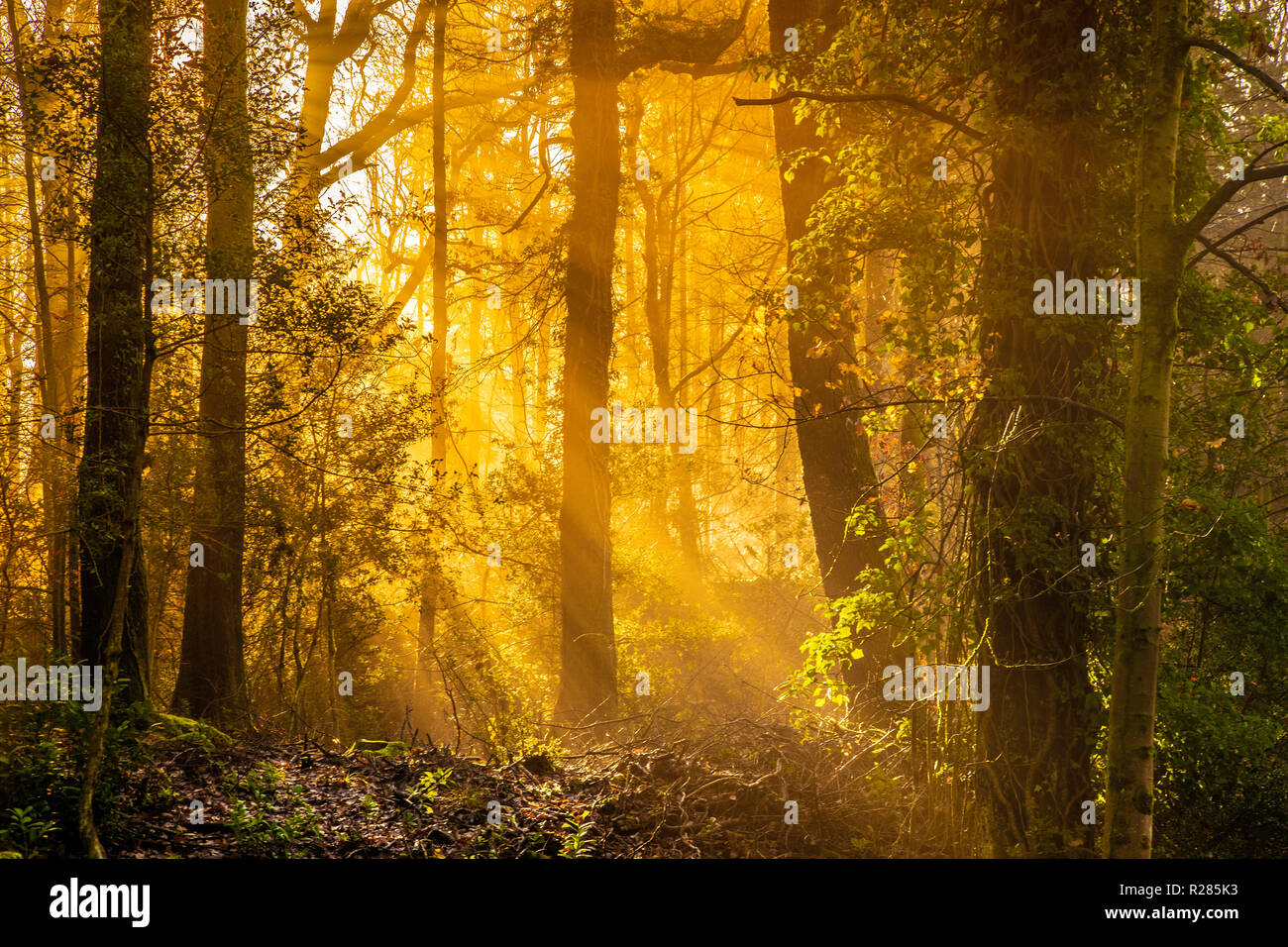 Bowness on Windermere, Lake District, England, 17th November 2018, Autumn sunlight streams through the trees. Credit: Russell Millner/Alamy Live News Stock Photo