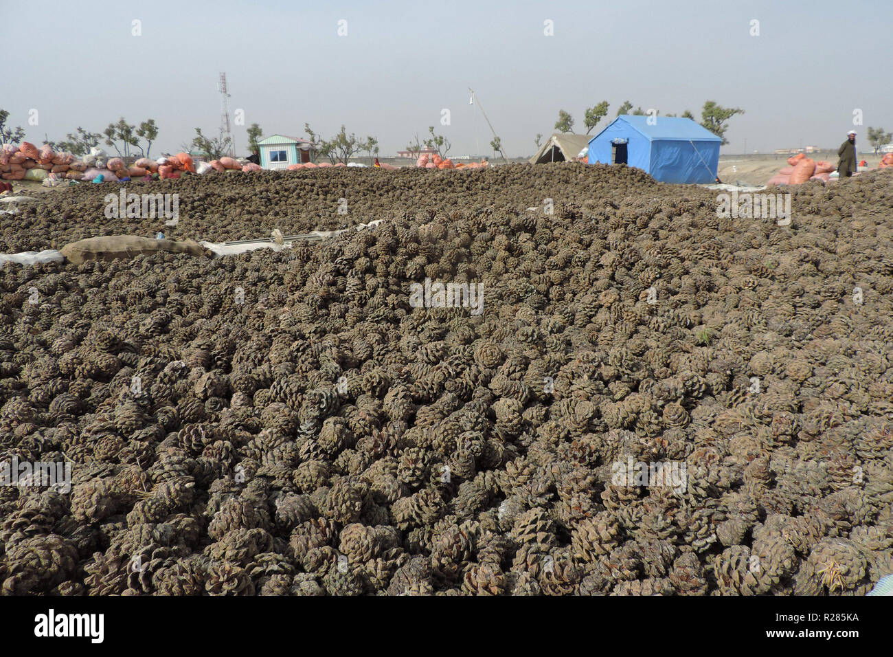 Khost. 12th Nov, 2018. Photo taken on Nov. 12, 2018 shows pine nut piled up for sale in Khost city, eastern Afghanistan. TO GO WITH Feature: China-Afghanistan air corridor offers new opportunities for pine nut business. Credit: Zaman Nazari/Xinhua/Alamy Live News Stock Photo