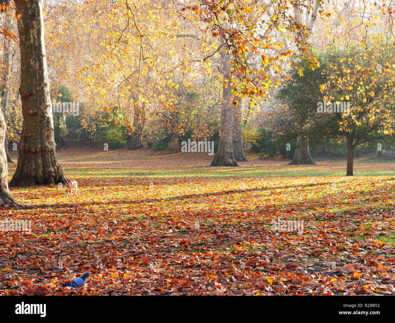 London, UK. 17th November, 2018. This weekend is an excellent opportunity to go out for a nice walk in any of the parks and open spaces of London, to enjoy the fresh, sunny weather and colourful autumn leaves. Credit: Joe Kuis / Alamy Live News Stock Photo