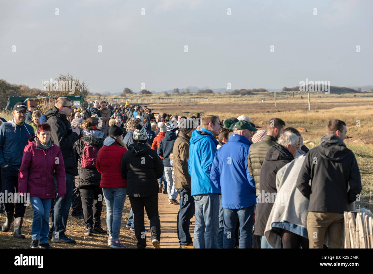 Donna Nook, Lincolnshire, UK. 17th Nov, 2018. Visitors treated to blue sky's and mild November day during the annual Seal breeding and Seal pups birthing at the RAF bombing range. Credit: Clifford Norton/Alamy Live News Stock Photo