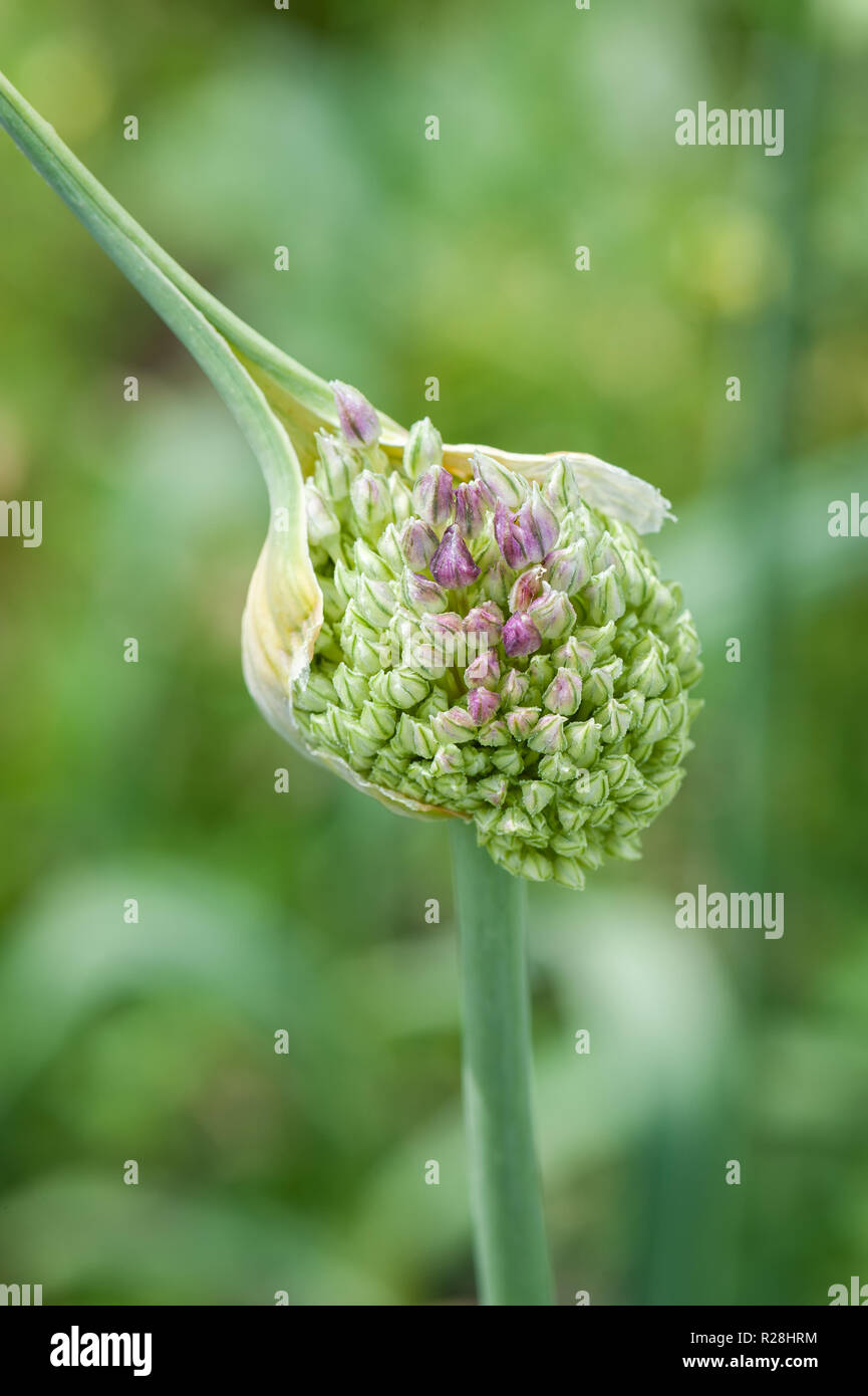 Garlic scape flower, vertical orientation Stock Photo Alamy