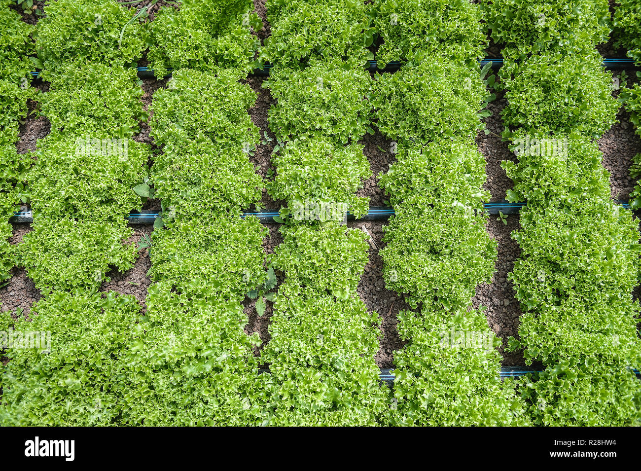 Rows of lettuce heads create green clusters of plantings in the garden. Stock Photo