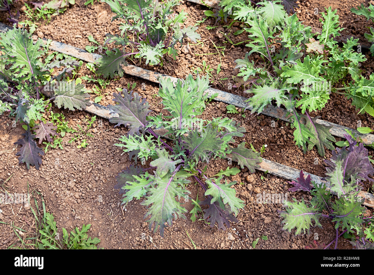 Purple kale plants growing in rows in the garden. Stock Photo
