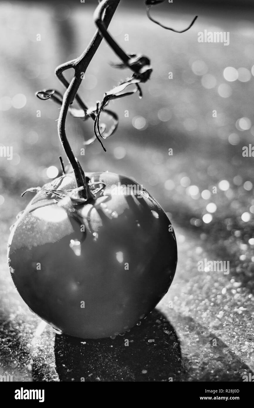 A backlit cherry tomato (Solanum lycopersicum var. cerasiformeon) on a granite counter top with bokeh in the background Stock Photo