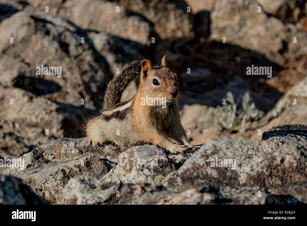 This is a picture of a chipmunk up close, on some rocks, in nature ...