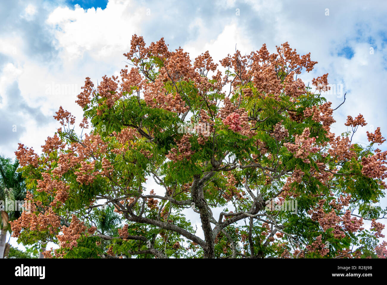 Chinese flame tree (Koelreuteria bipinnata) - Davie, Florida, USA Stock