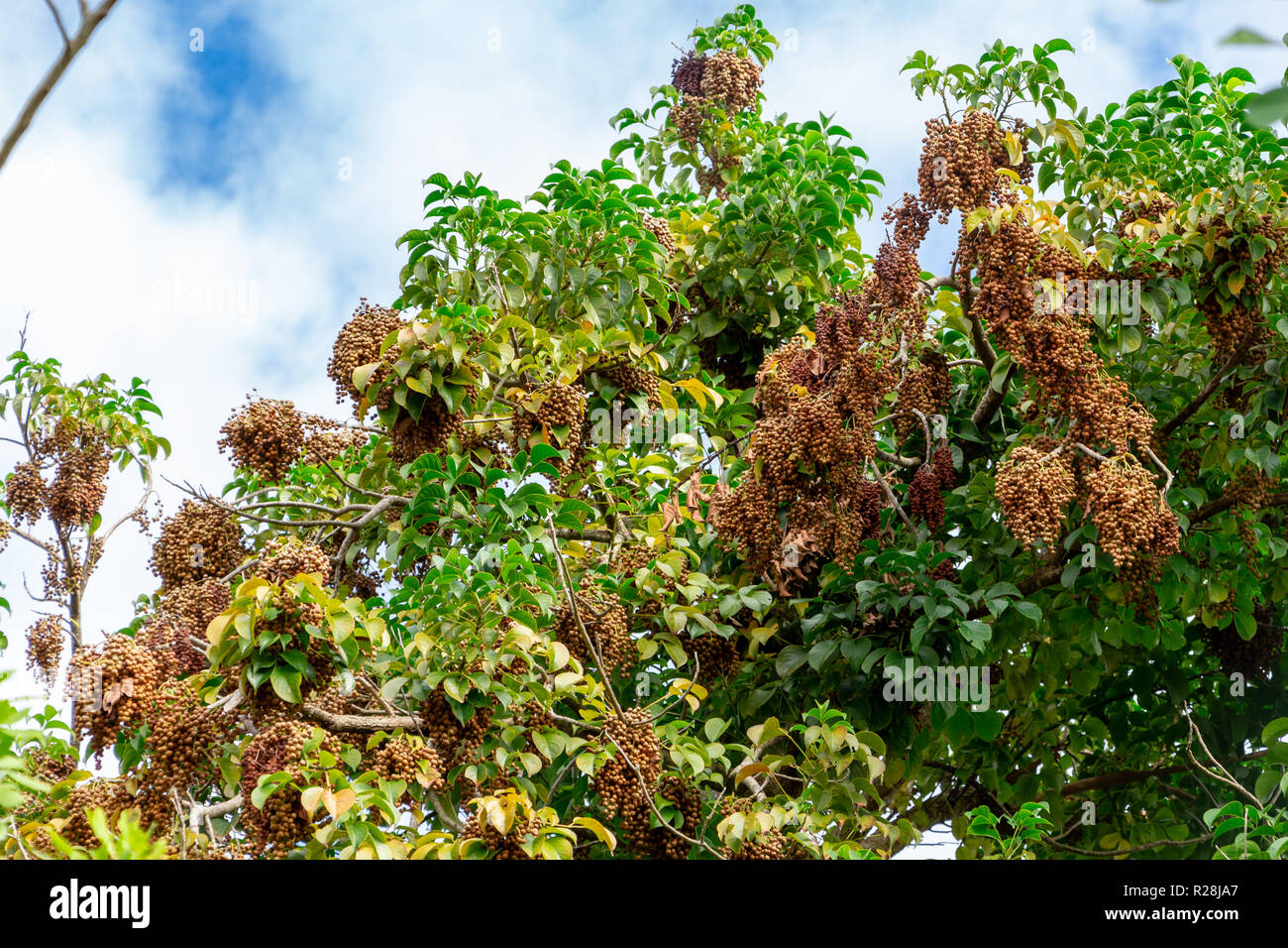Bishop wood (Bischofia javanica) fruit bunches hanging on branches - Long Key Natural Area, Davie, Florida, USA Stock Photo