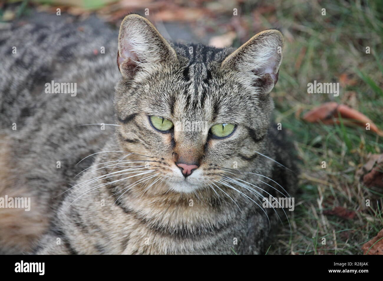 The cat (Felis catus, or Felis silvestris catus, literally 'woodland cat'),often referred to as the domestic cat to distinguish from other f Stock Photo
