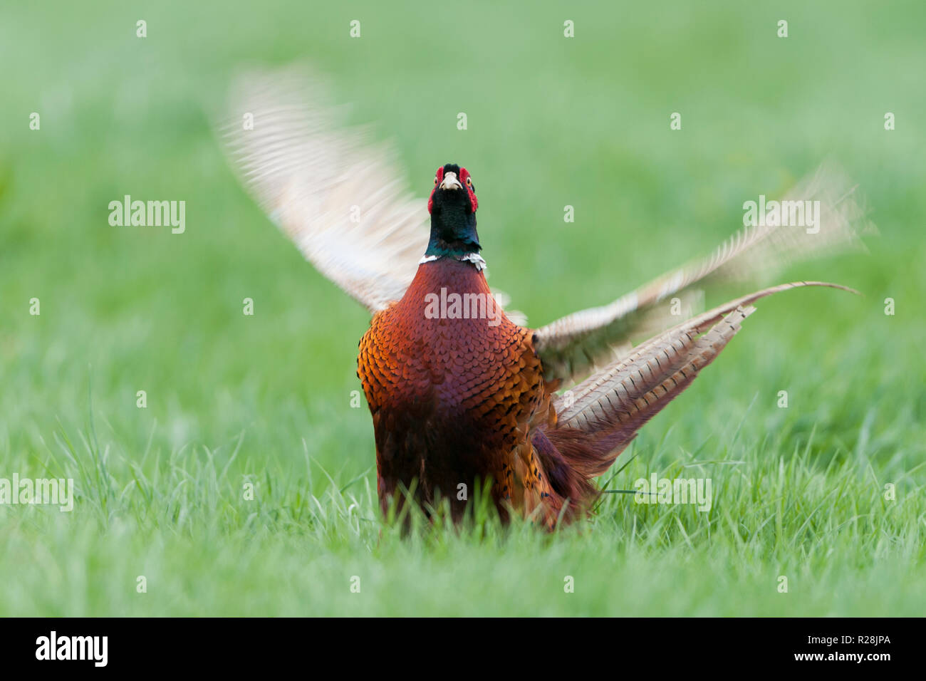 male common pheasant flapping wings derbyshire england Stock Photo Alamy
