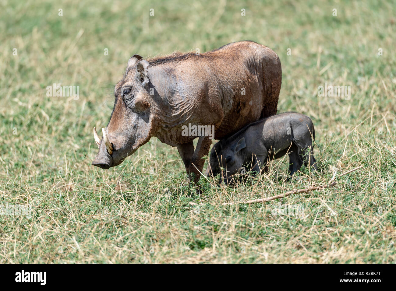 Female and baby Common warthog (Phacochoeerus africanus) in Kenya, eastern Africa Stock Photo
