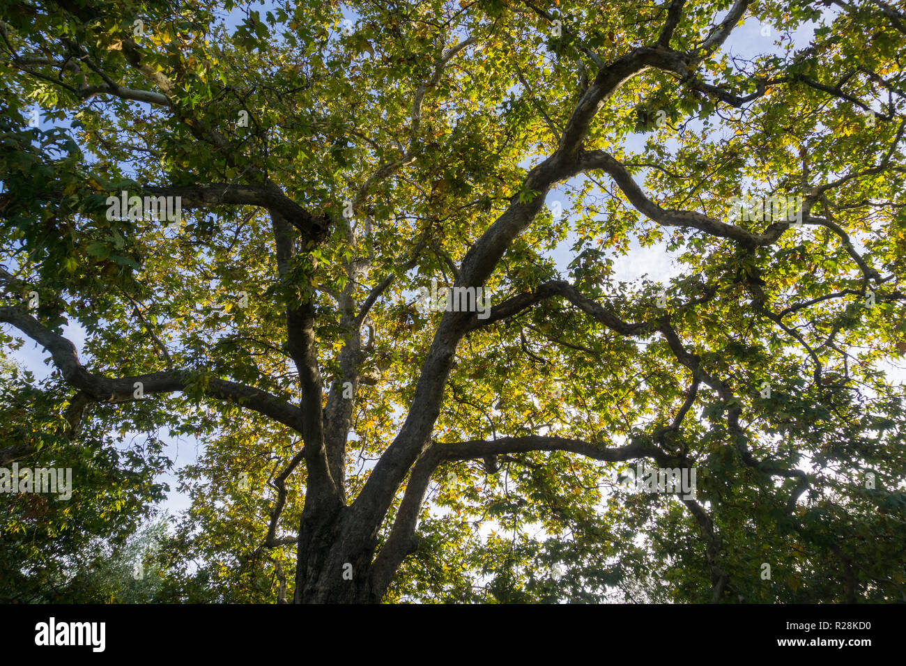 Western Sycamore branches and foliage (Platanus racemosa) seen from below, San Francisco bay