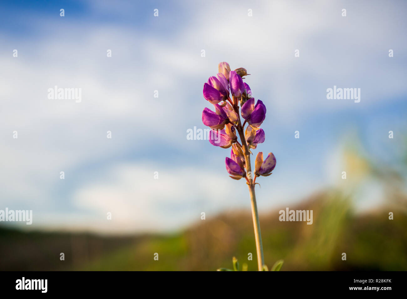 Close up of Lupine wildflower on a blue and white sky background, California Stock Photo