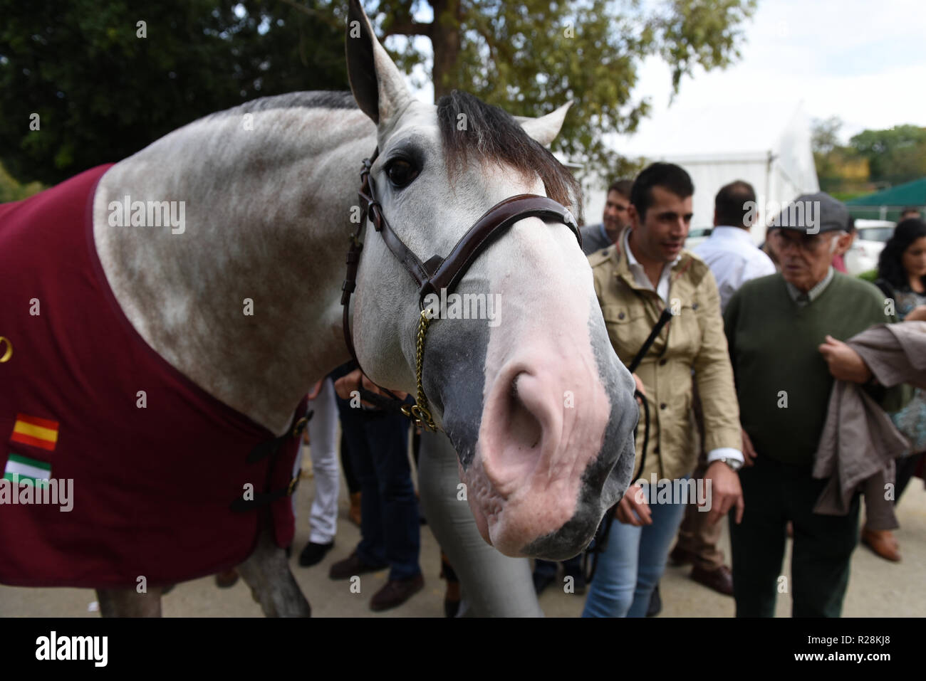 Sevilla, Spain. 17th Nov, 2018. 'Yucatan de Ramos', the horse of Spanish  professional footballer Sergio Ramos, seen after wining the 'Finest  Pure-Bred Spanish horse World Championship', at the Sicab 2018  International Horse