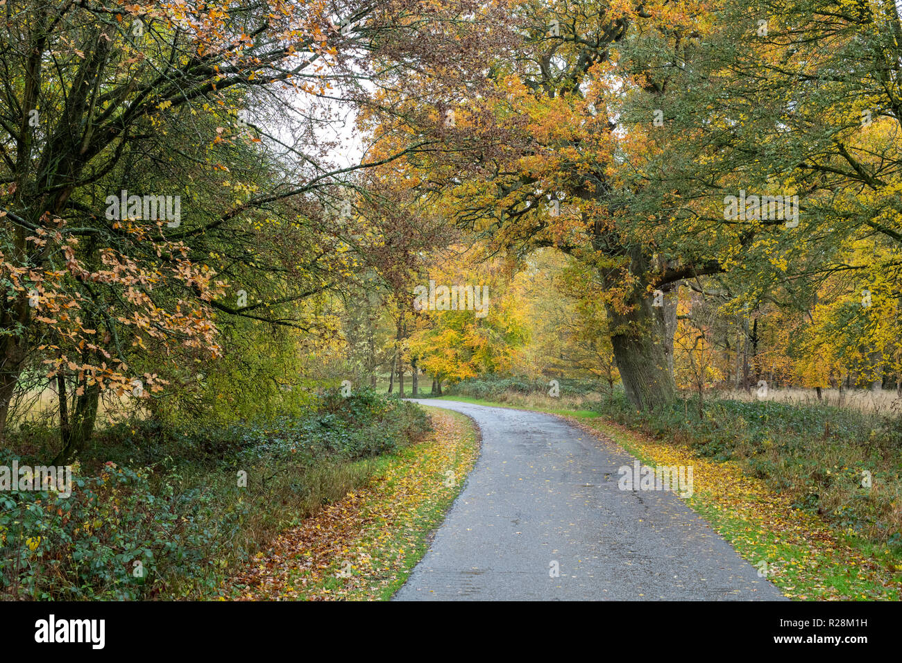 agus sylvatica. Autumn Beech trees in Blenheim park, Woodstock, Oxfordshire, England Stock Photo