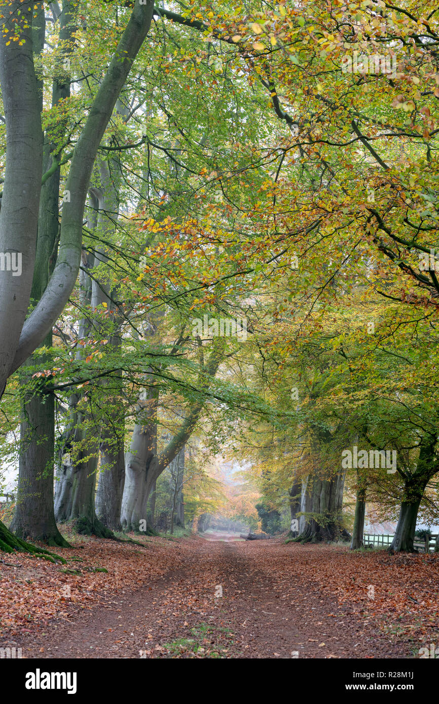 Fagus sylvatica. Autumn Beech trees along a track. Swerford, Cotswolds, Oxfordshire, England Stock Photo