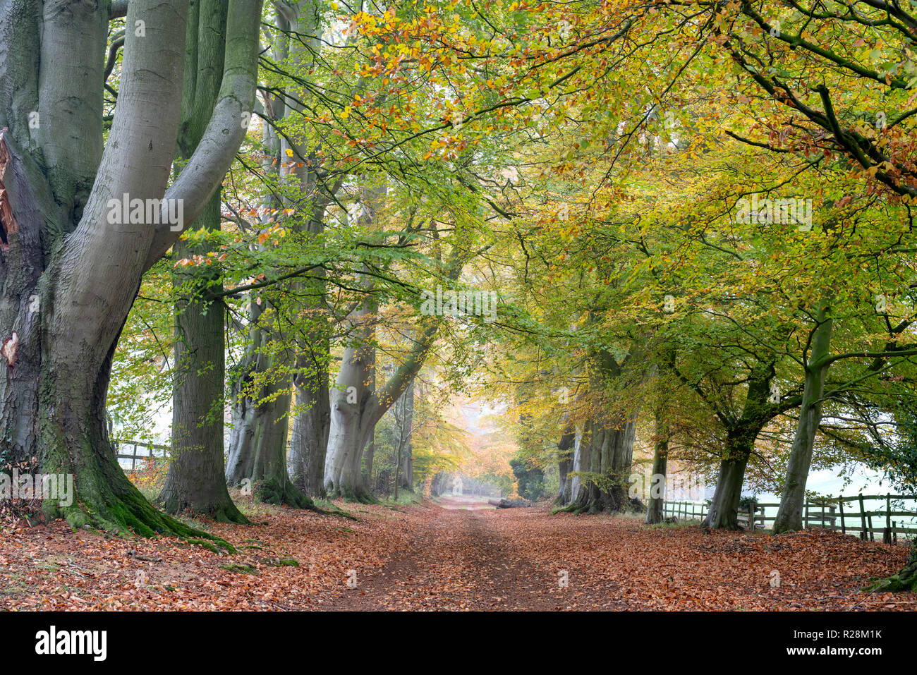 Fagus sylvatica. Autumn Beech trees along a track. Swerford, Cotswolds, Oxfordshire, England Stock Photo