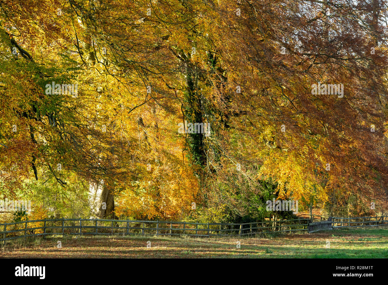 Fagus sylvatica. Autumn Beech trees along a track. Swerford, Cotswolds, Oxfordshire, England Stock Photo