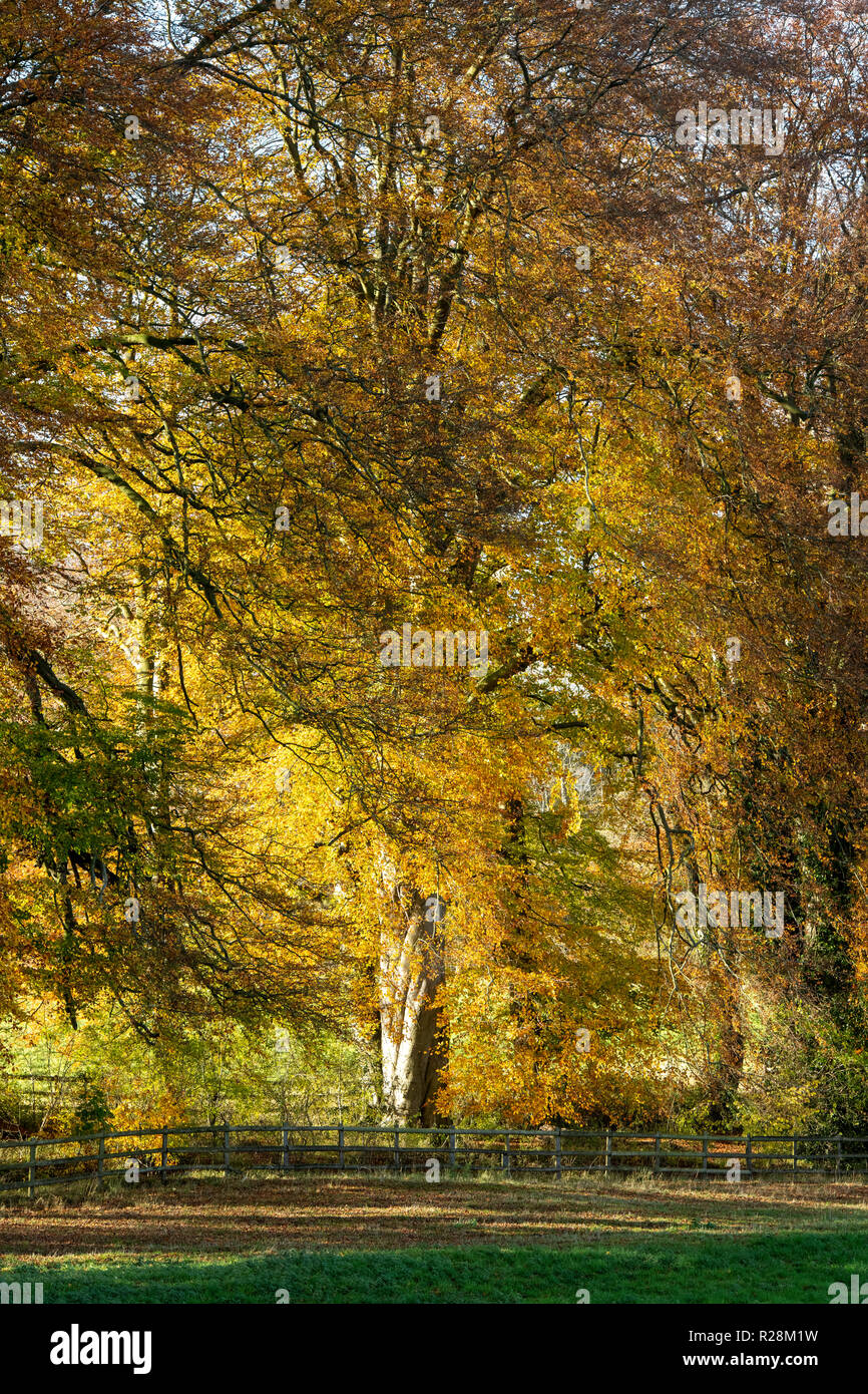 Fagus sylvatica. Autumn Beech trees along a track. Swerford, Cotswolds, Oxfordshire, England Stock Photo